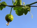 Ornamental squash