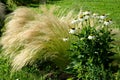 Ornamental steppe grasses can withstand drought and are decorative even in winter in rows or individually or in combination with a