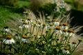 Ornamental steppe grasses can withstand drought and are decorative even in winter in rows or individually or in combination with a Royalty Free Stock Photo