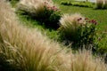 Ornamental steppe grasses can withstand drought and are decorative even in winter in rows or individually or in combination with a