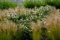 Ornamental steppe grasses can withstand drought and are decorative even in winter in rows or individually or in combination with a Royalty Free Stock Photo