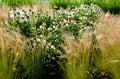 Ornamental steppe grasses can withstand drought and are decorative even in winter in rows or individually or in combination with a Royalty Free Stock Photo