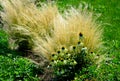 ornamental steppe grasses can withstand drought and are decorative