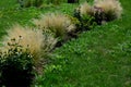 ornamental steppe grasses can withstand drought and are decorative