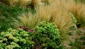 ornamental steppe grasses can withstand drought and are decorative