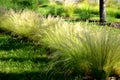 Ornamental steppe grasses can withstand drought and are decorative even in winter in rows or individually or in combination with Royalty Free Stock Photo