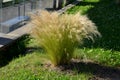 ornamental steppe grasses can withstand drought and are decorative even in winter in rows or individually or in combination with Royalty Free Stock Photo