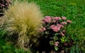 ornamental steppe grasses can withstand drought and are decorative