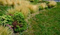 ornamental steppe grasses can withstand drought and are decorative