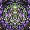 Ornamental structure and flower of life. Floral ornament background Royalty Free Stock Photo