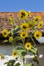 Helianthus decorative sunflower in front of the old house in the yard. Royalty Free Stock Photo