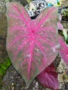 Ornamental taro leaves have light purple hues Royalty Free Stock Photo