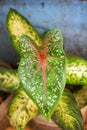 ornamental taro plants in the yard of the house Royalty Free Stock Photo