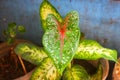 ornamental taro plants in the yard of the house Royalty Free Stock Photo