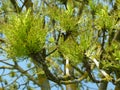 Ornamental tree with fresh shoots in spring