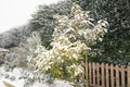 An ornamental tree in a garden covered in snow during a snow fall. There is a picket fence and a conifer hedge. Shallow focus Royalty Free Stock Photo