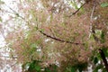 Ornamental tree species - Cotinus coggygria. Royalty Free Stock Photo