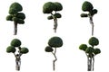 Ornamental trees isolated