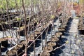 Ornamental trees in the nursery plants