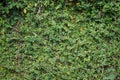 Ornamental trees wall. Ivy wall. green plants wall.