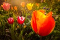 Ornamental tulips flowers in a garden or back yard in the late afternoon warm sunshine shedding light rays.