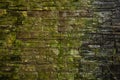 Beautiful Wet mossy Wall