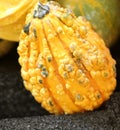 Ornamental Warty Pear Gourds, Cucurbita pepo Royalty Free Stock Photo