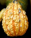 Ornamental Warty Pear Gourds, Cucurbita pepo Royalty Free Stock Photo