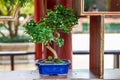 Ornamental welcoming pine on a wooden shelf, Chinese garden
