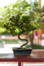 Ornamental welcoming pine on a wooden shelf, Chinese garden