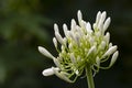 Ornamental white allium flower spike