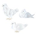 Ornamental white doves cute small birds set on a white background vintage vector illustration editable