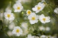 Ornamental white flowers