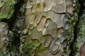 Ornamental wood texture of bark of Ponderosa Pine Pinus Ponderosa
