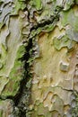 Ornamental wood texture of bark of Ponderosa Pine Pinus Ponderosa Royalty Free Stock Photo
