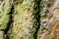 Ornamental wood texture of bark of Ponderosa Pine Pinus Ponderosa Royalty Free Stock Photo