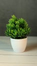 An ornamentation plant in a plastic, white potted plant