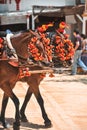 Ornaments on the head of carriage horses