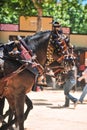 Ornaments on the head of carriage horses