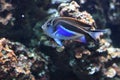 Ornate angelfish