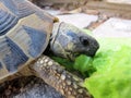 Ornate Box Turtle Royalty Free Stock Photo