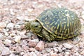 Ornate Box Turtle  604515 Royalty Free Stock Photo