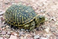 Ornate Box Turtle 604523