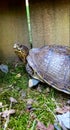 Ornate box turtle on grass Royalty Free Stock Photo