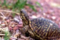 Ornate Box Turtle  58512 Royalty Free Stock Photo