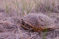 Ornate Box Turtle (Terrapene ornata)