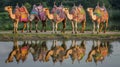 Ornate Camels Reflecting In Still Water Royalty Free Stock Photo