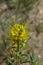 Ornate Checkered Beetle Pollinating Yellow Beeplant Flowers