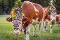 Ornate Cow parade called Almabtrieb in Zillertal, Austrian alps Royalty Free Stock Photo