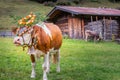 Ornate Cow parade called Almabtrieb in Zillertal, Austrian alps Royalty Free Stock Photo